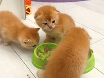 「待ってました！」ゴハンを見た瞬間ダッシュ！ 男の子の子猫さんたちの勢いに女の子たちは…