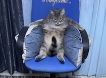 この猫、キング感がすごい！ イスにふんぞり返って…
