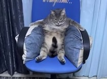 この猫、キング感がすごい！ イスにふんぞり返って…