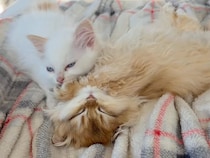 ほかの子猫さんたちは遊びに行ったのに… 眠る仲間のそばを離れない優しい子猫さん