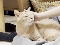 お風呂上がりの家族への挨拶に大忙しな猫さん、順番に寄り添って甘える姿がかわいい