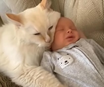 後ろからぎゅっ♡ 赤ちゃんが好きでたまらない猫さん