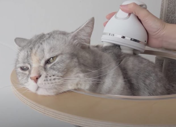 ペット専用マッサージ機を購入! 猫たちの反応は?