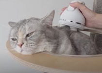 ペット専用マッサージ機を購入！ 猫たちの反応は？