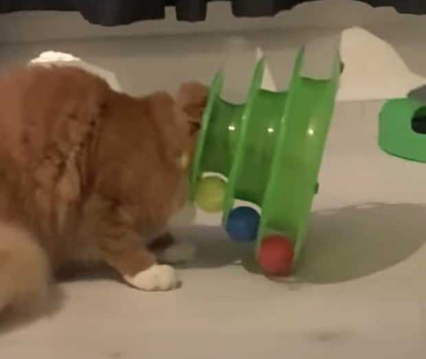 おもちゃが… 抜けないっ! 猫さんに起きたびっくりハプニング