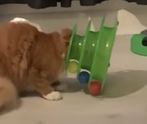 おもちゃが… 抜けないっ！ 猫さんに起きたびっくりハプニング
