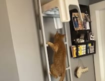 猫の侵入を防ぎたい！ 障害物を置いてみると…