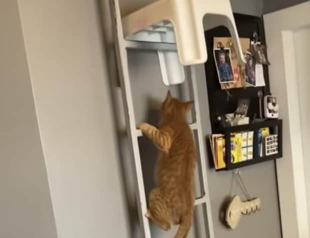 猫の侵入を防ぎたい! 障害物を置いてみると…