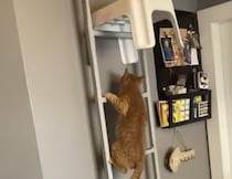 猫の侵入を防ぎたい！ 障害物を置いてみると…