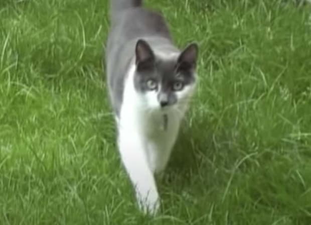 怒った顔で近づいてくる猫、飛びかかって攻撃してくるかと思ったら…