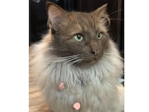 「イタズラしたのは誰？」 とぼけるけど、毛皮にカラフルな証拠を残しちゃった猫さん 笑