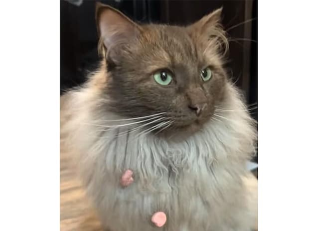 「イタズラしたのは誰?」 とぼけるけど、毛皮にカラフルな証拠を残しちゃった猫さん 笑
