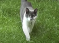 怒った顔で近づいてくる猫、飛びかかって攻撃してくるかと思ったら…