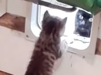 そっちじゃニャい！ キャットドアの使い方を子猫にレクチャーするママ猫
