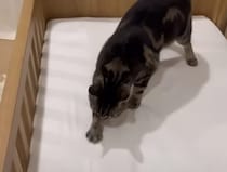 「整えるまで待って！」赤ちゃん思いの猫さん、ベッドメイキングを頑張る