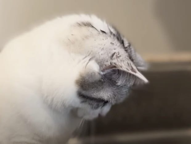 頭びしょ濡れ! 水を捕まえてみたい子猫の挑戦