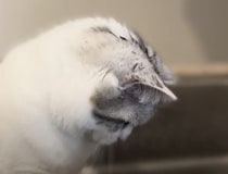 頭びしょ濡れ！ 水を捕まえてみたい子猫の挑戦