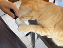 「次はわたしの番！」コロコロを見つけた猫さん、もう1匹もすぐに並んで…