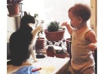 猫さんVS赤ちゃんの可愛すぎるケンカが始まった！