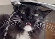 暑い日はこれ！ 水分補給とシャワーを一緒に済ませちゃう猫さんが可愛すぎ