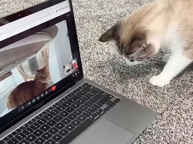 猫さんたちが初めてのオンライン会議! 「どうやって中に入ったの?」画面に映る同居猫さんを探し始めて…