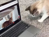 猫さんたちが初めてのオンライン会議！ 「どうやって中に入ったの？」画面に映る同居猫さんを探し始めて…