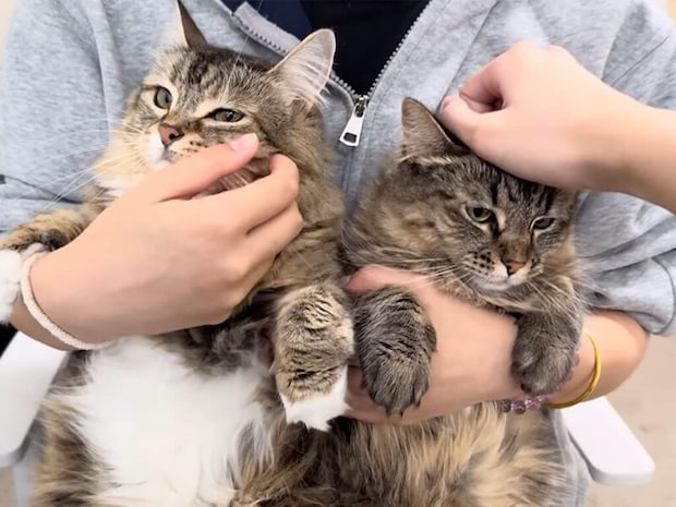 飼い主さんの両腕にすっぽり、同じ表情で並ぶ猫さんたちのかわいさが止まらない