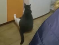 「なにかニャいかな〜」冷蔵庫を物色する猫。器用に後ろ足を使って…