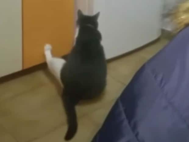 「なにかニャいかな〜」冷蔵庫を物色する猫。器用に後ろ足を使って…