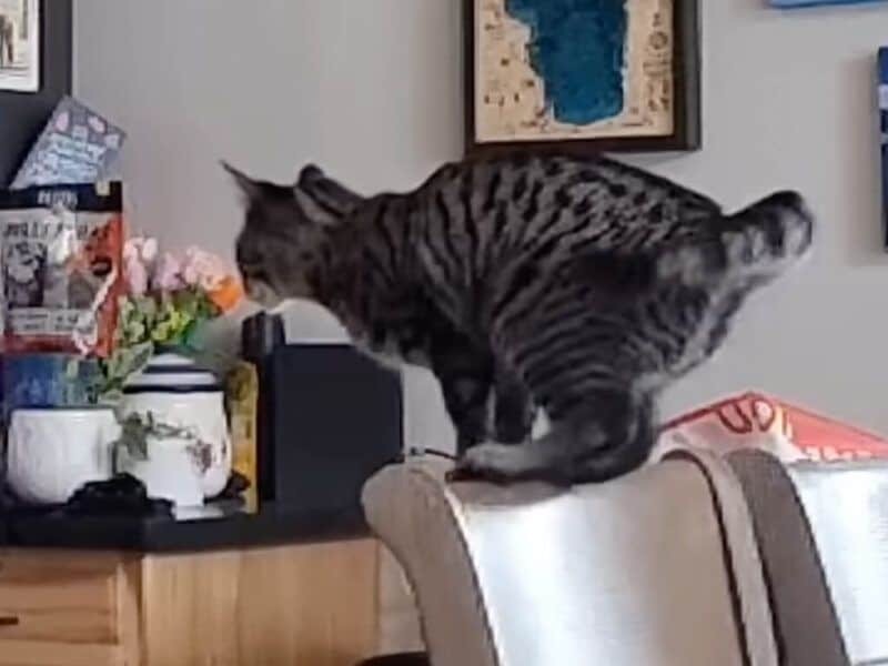 本当に届くかニャ？」飛ぶ前に何度も確認する猫さん、離れた飼い主さん