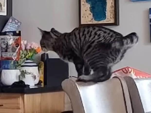 「本当に届くかニャ?」飛ぶ前に何度も確認する猫さん、離れた飼い主さんの胸へジャンプ!