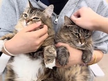 飼い主さんの両腕にすっぽり、同じ表情で並ぶ猫さんたちのかわいさが止まらない