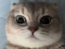 「しつこいぞ人間…」お腹をなでようとする飼い主を華麗にスルーする猫さん