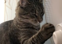 扇風機の触りたくて仕方がない猫、指も肉球も入れちゃダメー！