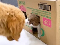 「ボクの秘密基地ニャの！」段ボールハウスを守る子猫さんと子犬さんの攻防戦