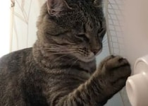 扇風機の触りたくて仕方がない猫、指も肉球も入れちゃダメー！