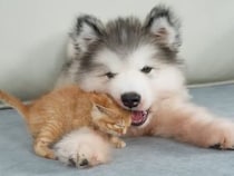「もう怖くないニャ」大きな子犬さんの毛並みに包まれる子猫さん