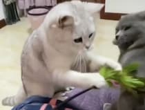 猫じゃらしと間違えて友達をバシッ！ わざとじゃないけど大喧嘩に！