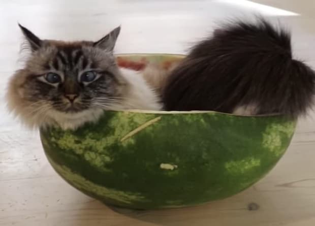 夏限定の特等席!スイカの中へすっぽり収まる猫さん