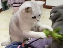 猫じゃらしと間違えて友達をバシッ！ わざとじゃないけど大喧嘩に！
