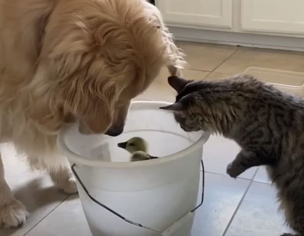 バケツの中に可愛い「あの子」が! 興味津々で覗き込む猫と犬