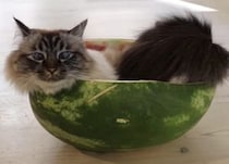 夏限定の特等席！スイカの中へすっぽり収まる猫さん