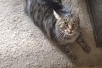 猫「浮気してきたんかー！！」よその猫をナデナデしたら、ものすごく怒られた