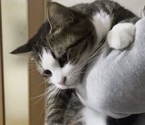 抱っこが心地良すぎて♡ エアふみふみして脱力する猫