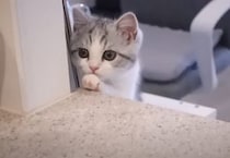 水遊びしてるん？ 食器洗いを見学に来る子猫