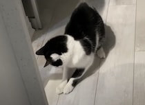影を捕まえたらご褒美ちょうだい！いつか捕獲できると思っている猫