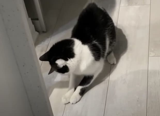 影を捕まえたらご褒美ちょうだい！いつか捕獲できると思っている猫