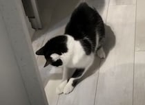 影を捕まえたらご褒美ちょうだい！いつか捕獲できると思っている猫