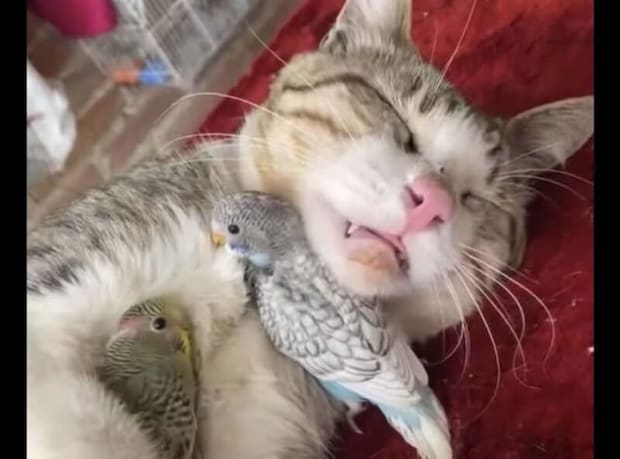 熟睡している猫、アゴの下や腕の中に鳥さんが集まってきて…