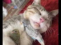 熟睡している猫、アゴの下や腕の中に鳥さんが集まってきて…
